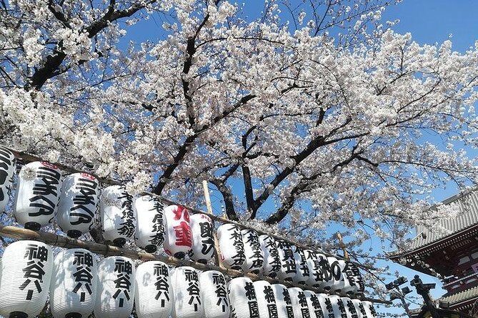 Cherry Blossom Highlights, Asakusa, Ueno, Imperial Palace Garden - Ueno Park’s cherry scene: more than flowers, it is a whole neighborhood walk