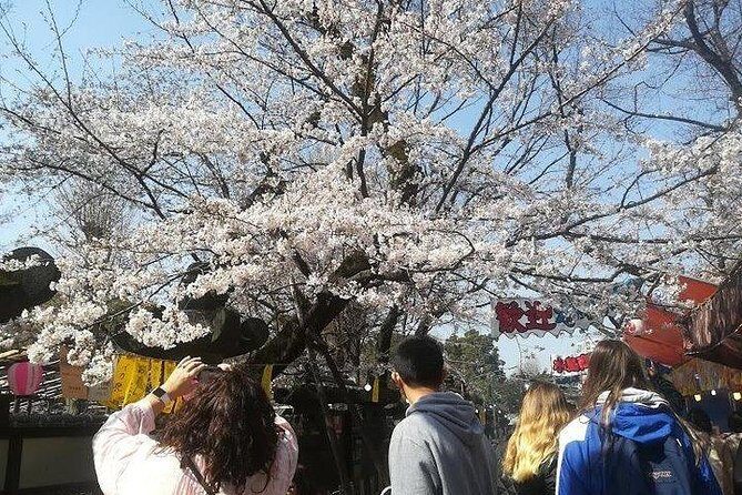 Cherry Blossom Highlights, Asakusa, Ueno, Imperial Palace Garden - How much you’ll walk, and what to wear