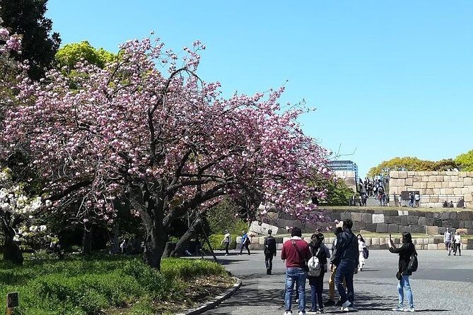 Cherry Blossom Highlights, Asakusa, Ueno, Imperial Palace Garden - Senso-ji Temple and Nakamise Street: blossoms over Tokyo’s oldest temple
