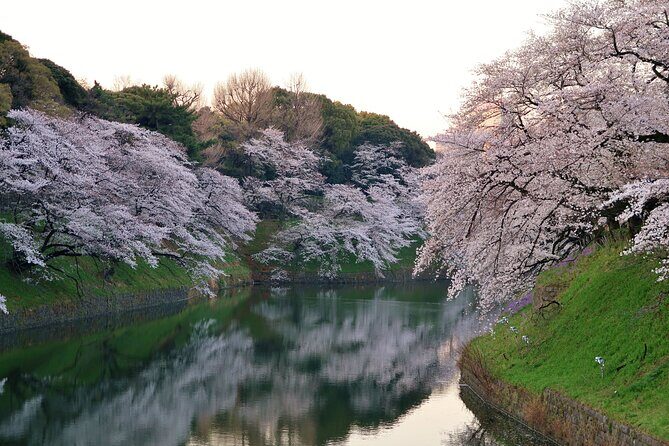 Cherry Blossom Private Tour - Cherry blossom season without the map-and-metro stress