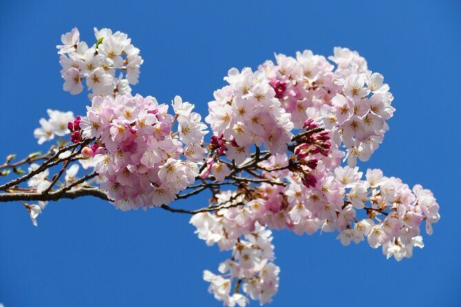 Cherry Blossom Private Tour - Stop 1: Imperial Palace for tree variety, not just the famous perimeter