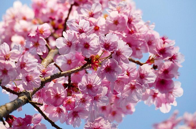 Cherry Blossom Private Tour - Stop 2: Akasaka for quieter sakura and calmer photo time