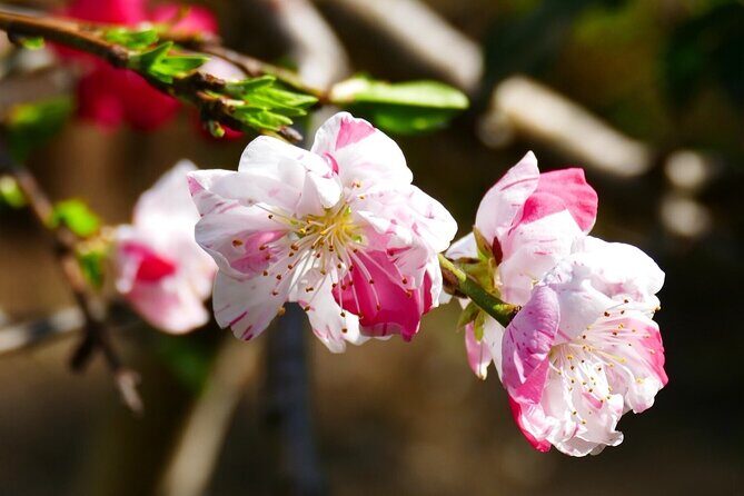 Cherry Blossom Private Tour - Stop 4: Zojo-ji Temple for weeping blossoms and Tokyo Tower vibes
