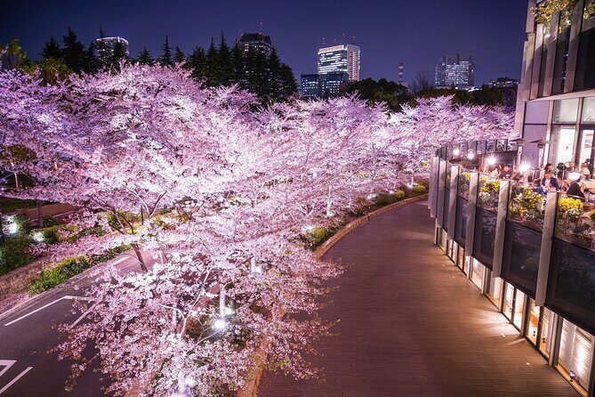 Cherry Blossom Private Tour - Your private van: hotel pickup, snacks, and room for questions