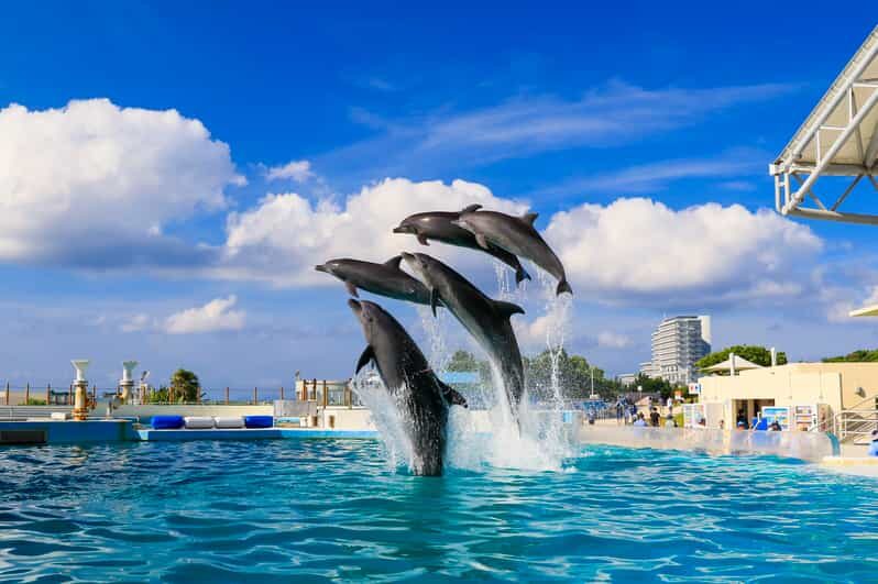 <1Dya Tour>Churaumi Aquarium, Cape Manzamo, American Village - A one-day Okinawa route that actually hits the big names