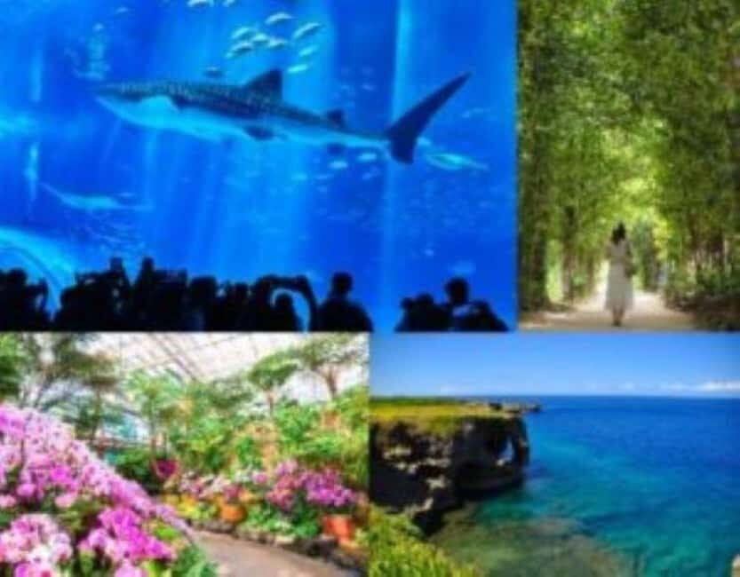 <1Dya Tour>Churaumi Aquarium, Cape Manzamo, American Village - Pickup timing and bus logistics (why it can make or break your day)
