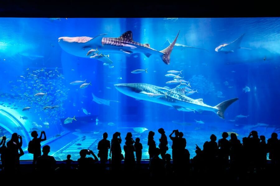 <1Dya Tour>Churaumi Aquarium, Cape Manzamo, American Village - Price and value: what $61 is really buying you