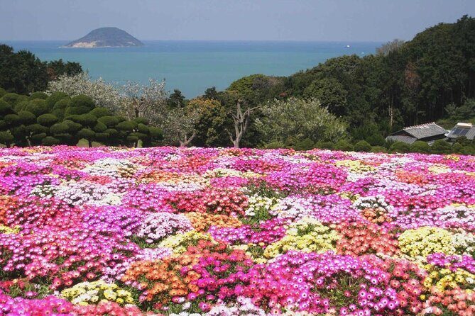 Colors of Japan, Fukuoka Nokonoshima Island Park & Wagyu BBQ - Riding the Sakura ferry: the quick view that sets the mood