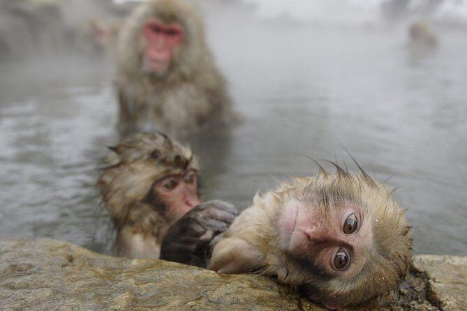 Day Trip to See the Snow Monkeys from Shinjuku with Lunch Buffet - Key points before you go