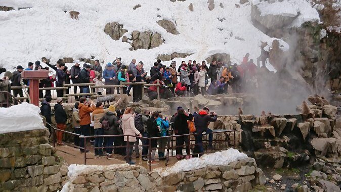 Day Trip to See the Snow Monkeys from Shinjuku with Lunch Buffet - Jigokudani Snow Monkey Park: The Walk, the Views, and Camera Time