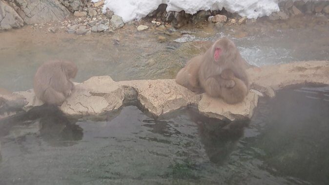 Day Trip to See the Snow Monkeys from Shinjuku with Lunch Buffet - The Optional Shiga Kogen Romantic Museum Stop (and Why It Might Change)