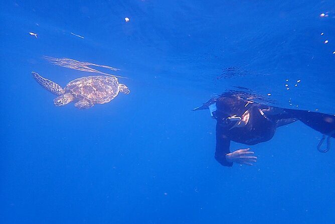 Discover Ishigaki's Hidden Treasures Snorkeling Tour at BlueCave - Key highlights worth knowing before you go