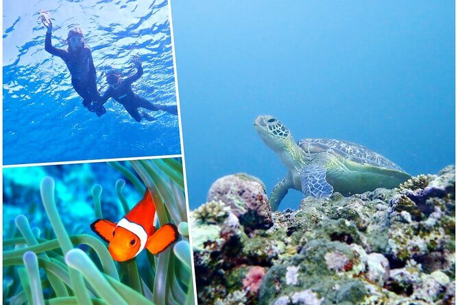 Discover Ishigaki's Hidden Treasures Snorkeling Tour at BlueCave - What You’ll See Underwater: Turtles, Fish, Coral, and Maybe Rays