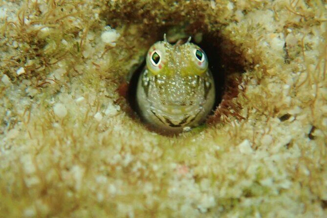 Discover Ishigaki's Hidden Treasures Snorkeling Tour at BlueCave - When the Water’s Calm: How the 1–2 Hour Snorkel Window Works