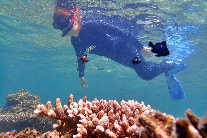 Discover Ishigaki's Hidden Treasures Snorkeling Tour at BlueCave - Photos and Fruit: What Happens After the Reef