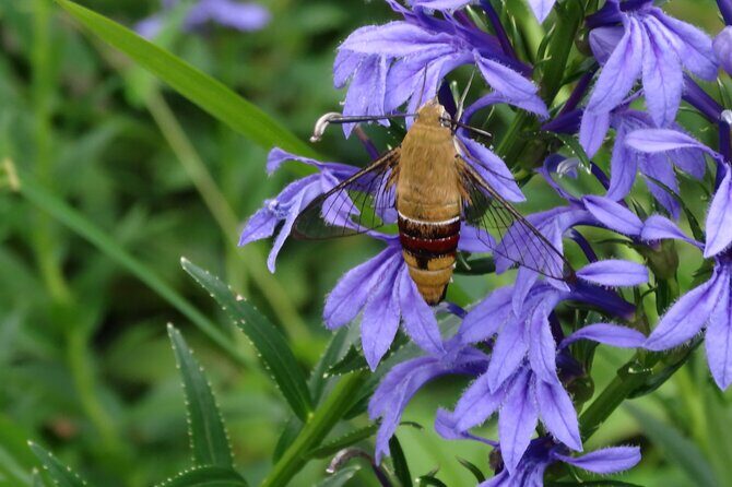 Easygoing Nature Walk in Hakone Tour - Getting to the start: Hakone Botanical Garden of Wetlands to Togendai