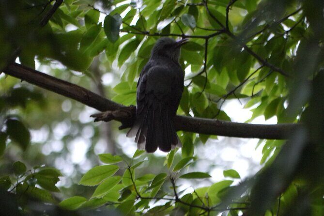 Easygoing Nature Walk in Hakone Tour - The guide factor: how Yoshi-san makes sightings click