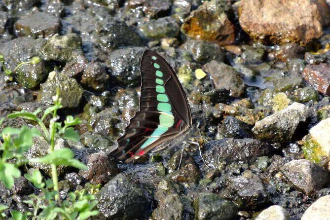Easygoing Nature Walk in Hakone Tour - Price and value: $39.19 for a small-group nature guide
