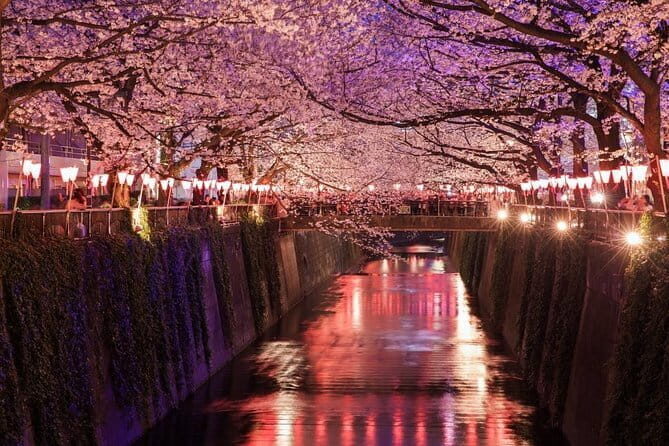 Evening Hanami (Cherry Blossom) Experience with a Local - Key highlights worth planning around