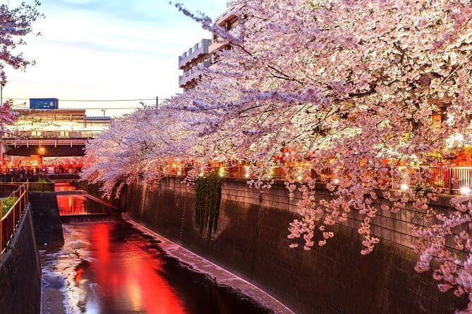 Evening Hanami (Cherry Blossom) Experience with a Local - Stop 1 at Machikado Park: a short warm-up that sets the tone
