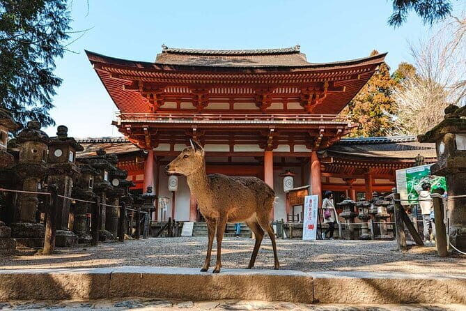 Exclusive Luxury Day Tours Serene Nara - Key highlights you’ll feel on the day
