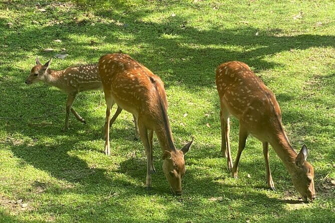 Exclusive Luxury Day Tours Serene Nara - Nara Park: deer, temples, and how to get good moments fast