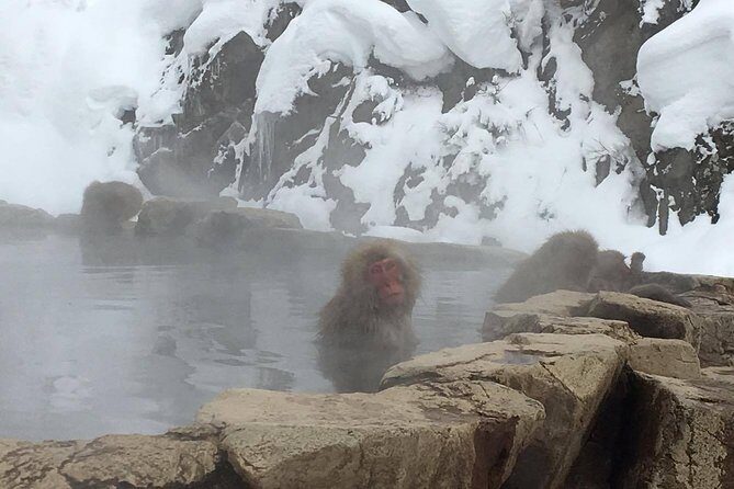 Explore Jigokudani Snow Monkey Park with a Local Guide - Jigokudani Snow Monkeys: What You’re Actually Visiting