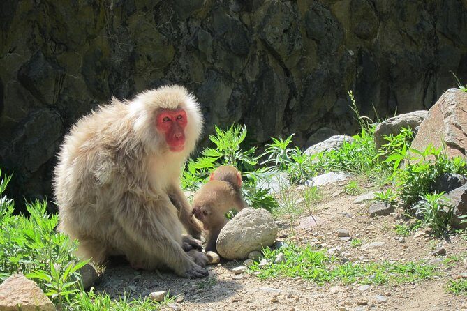 Explore Jigokudani Snow Monkey Park with a Local Guide - Jigokudani Fountain and the steaming Hell Valley look