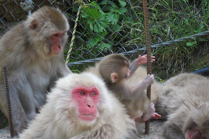 Explore Jigokudani Snow Monkey Park with a Local Guide - Kaede no Yu: The free foot spa that makes trains feel easy