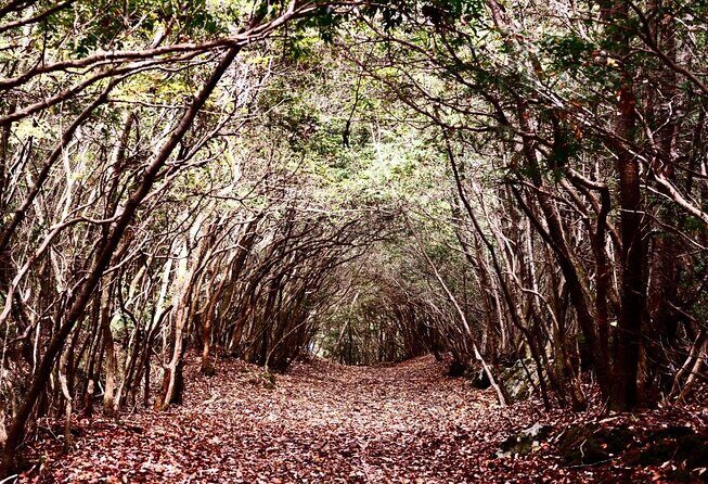 Explore Mt. Fuji Ice Cave in Aokigahara Forest - Key highlights (the good stuff that matters)