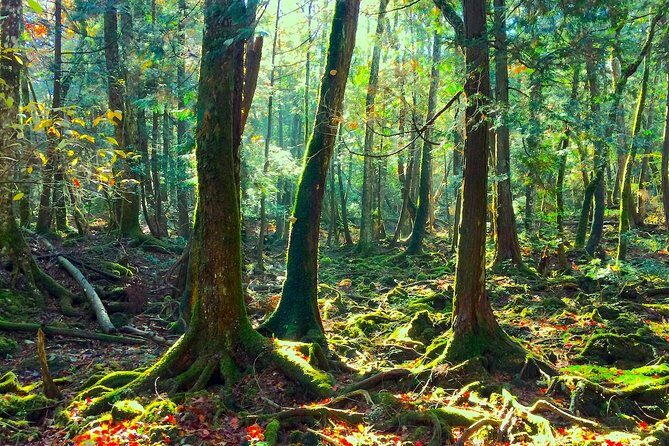 Explore Mt. Fuji Ice Cave in Aokigahara Forest - Getting there from Kawaguchiko: the easy part you should use