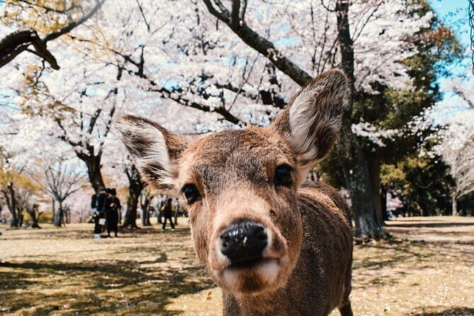 Explore Osaka | Private Tour - Local English Driver(guide option) - What’s included vs what costs extra (so there are no surprises)