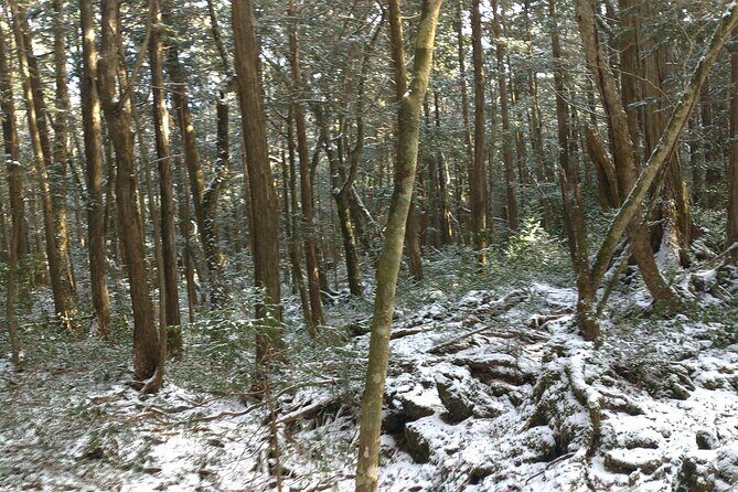 Exploring Mt Fuji Ice Cave and Sea of Trees Forest - Toshi the guide: photos, humor, and fungi-finder energy