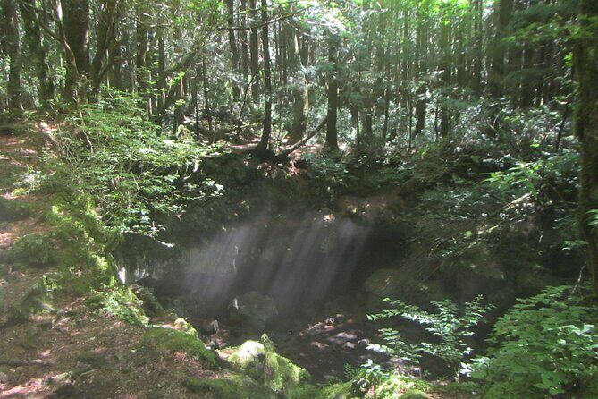 Exploring Mt Fuji Ice Cave and Sea of Trees Forest - The Sea of Trees walk: moss, lava shapes, and animal noise