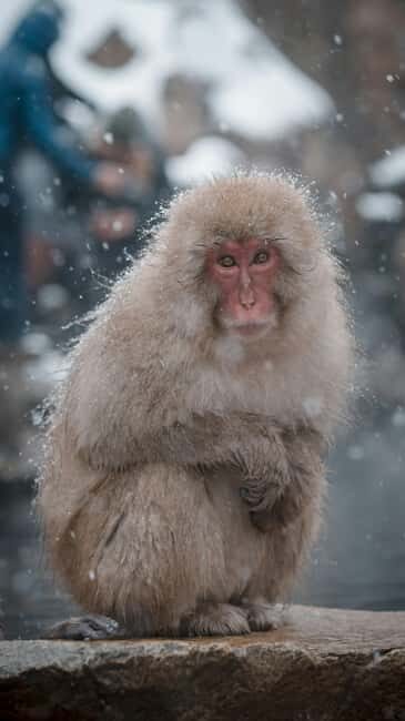 F: Tokyo:Nagano snow monkey/Zenko Ji temple private day tour - Key highlights worth getting excited about