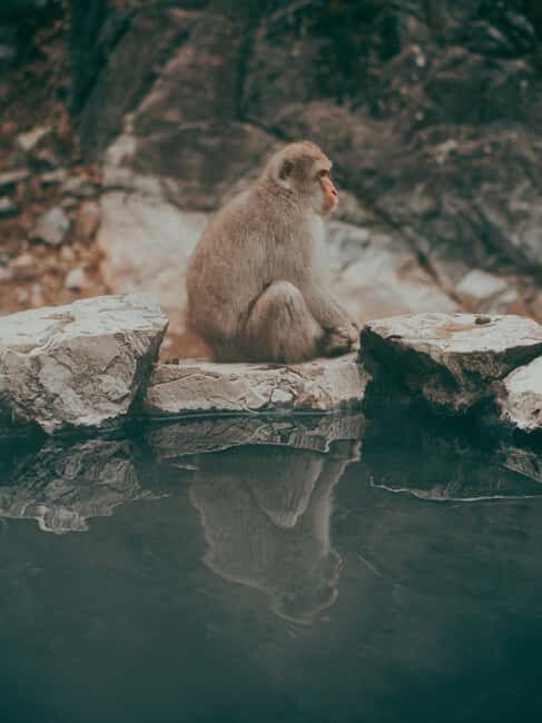 F: Tokyo:Nagano snow monkey/Zenko Ji temple private day tour - Tokyo to Nagano: the private day layout that saves your energy