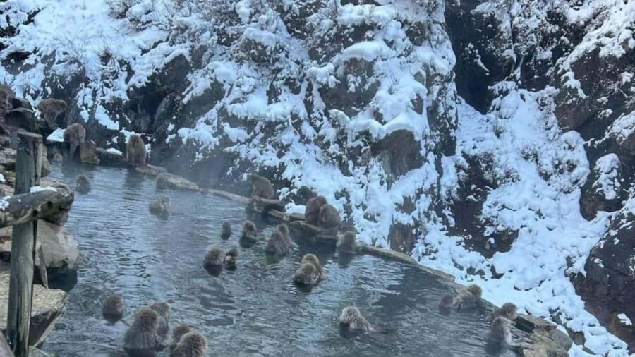 F: Tokyo:Nagano snow monkey/Zenko Ji temple private day tour - Zenko-ji Temple: how to enjoy the 1,400-year-old calm
