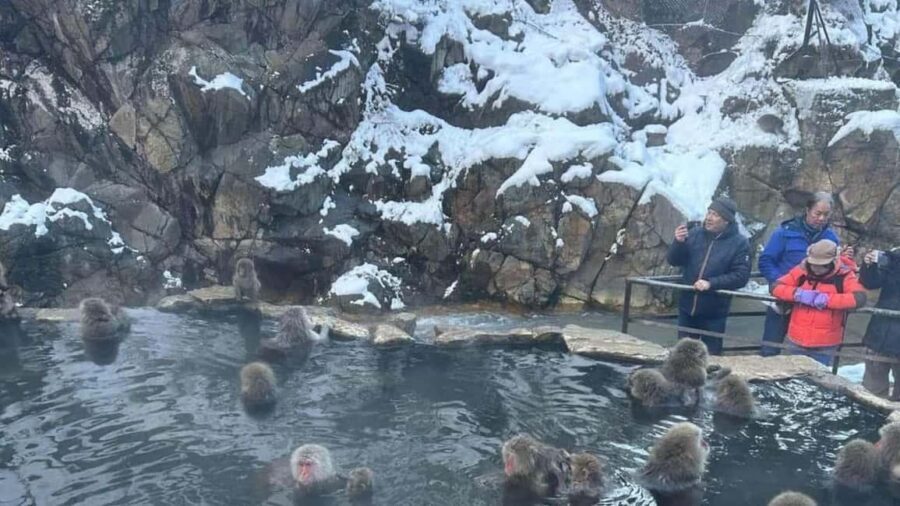 F: Tokyo:Nagano snow monkey/Zenko Ji temple private day tour - Jigokudani Snow Monkey Park: hot springs, snow, and the viewing reality