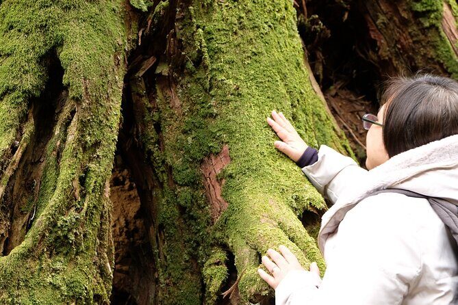 Forest Bathing in Temple and Enjoy onsen with healing power - Lunch at a Temple Chaya: Simple, Local, and Timed Right