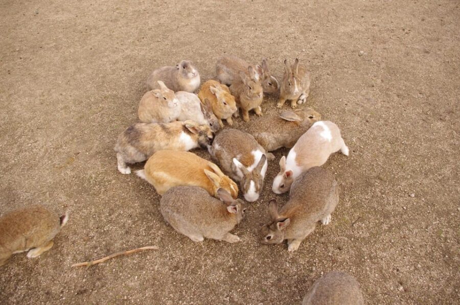 From Hiroshima: Rabbit Island and Takehara Town Tour - Key highlights worth your attention