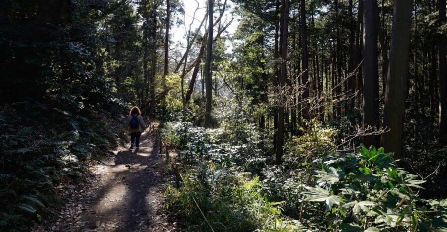 From Kamakura: Daibutsu Hiking Trail Tour with Local Guide - Key Points You’ll Care About