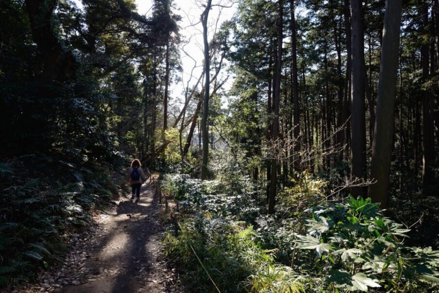 From Kamakura: Daibutsu Hiking Trail Tour with Local Guide - Meeting Your Guide in Kamakura (and Staying Sane)
