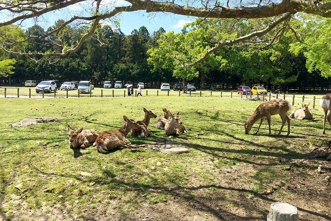 From Kyoto: Nara History Guided Half Day Bus Tour with Lunch - Tōdai-ji and the Great Buddha: where “big” becomes physical