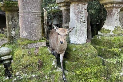 From Kyoto: Nara History Guided Half Day Bus Tour with Lunch - Kasuga Taisha Shrine: a sacred stop with clear limits