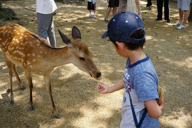 From Kyoto: Nara History Guided Half Day Bus Tour with Lunch - Who this tour suits best (and who should rethink it)