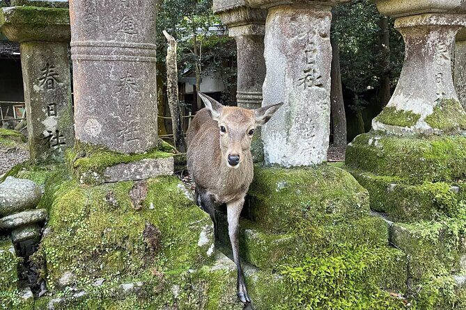 From Kyoto: Nara History Guided Half Day Bus Tour with Lunch - Kasuga Taisha Shrine: a sacred stop with clear limits