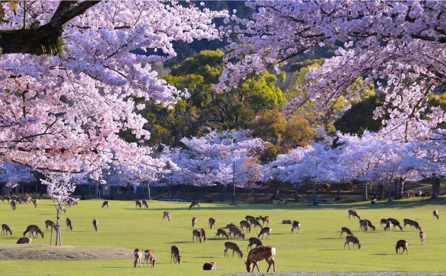 From Kyoto or Osaka: Kyoto Highlights & Nara Park Day Trip - Key points at a glance