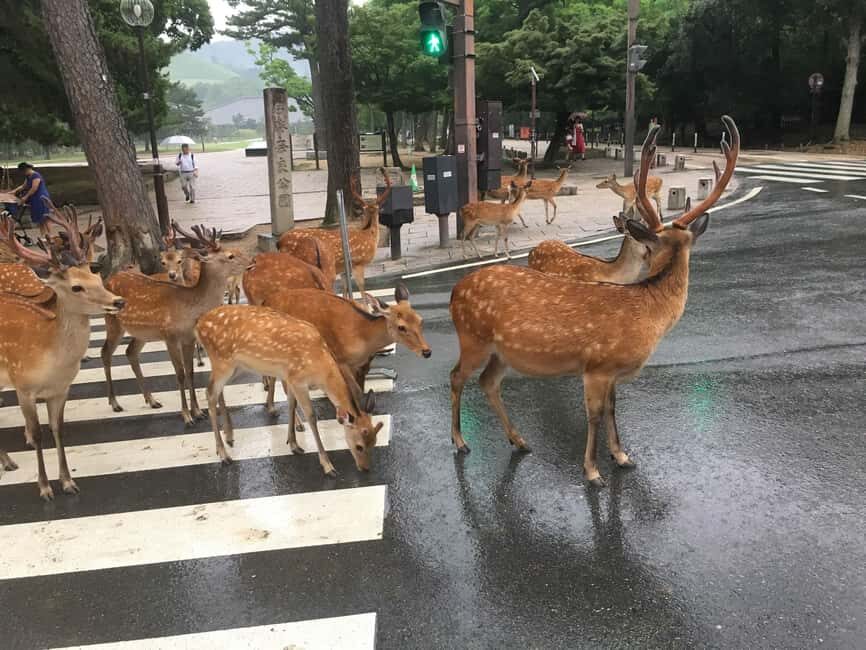 From Kyoto or Osaka: Kyoto Highlights & Nara Park Day Trip - How This Kyoto–Nara Day Trip Works in 10 Hours