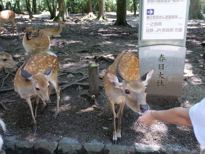 From Kyoto or Osaka: Kyoto Highlights & Nara Park Day Trip - Nara Park Deer Time: Feeding, Up-Close Encounters, and Autumn Views