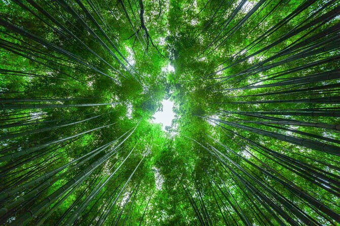 From Kyoto / Osaka: Kyoto Must-see Spots & Nara Park One Day Tour - Price and What You Really Get for $60